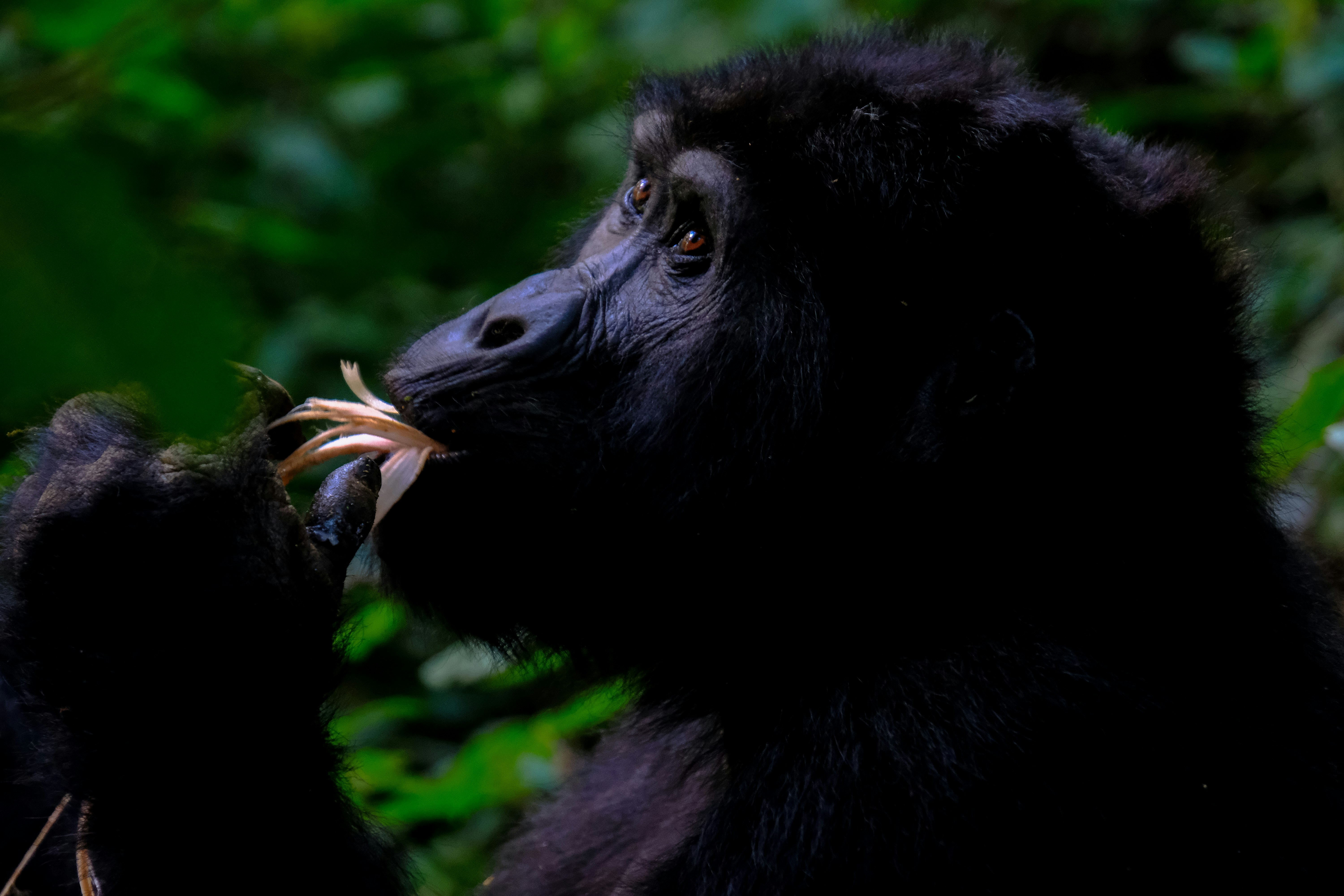 selective focus photo of black ape